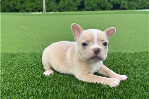 Penelope - French Bulldog for sale