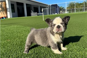 Cinder - French Bulldog for sale