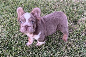 Knox - French Bulldog for sale