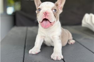 Hudson - French Bulldog for sale