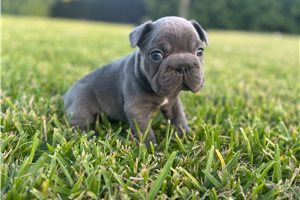 Brock - puppy for sale