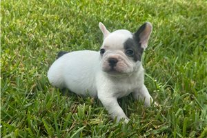Jaxson - French Bulldog for sale