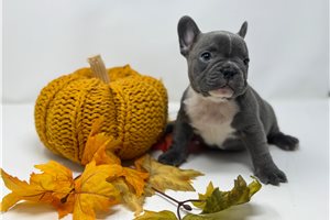 Beau - puppy for sale