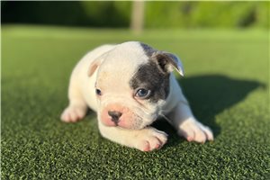 Jaxson - French Bulldog for sale