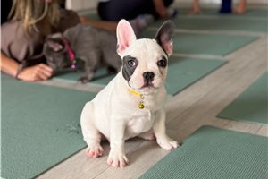 Violet - French Bulldog for sale