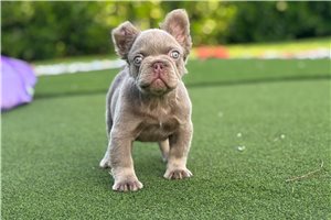 Steak - French Bulldog for sale