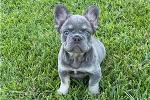 Hotdog - French Bulldog for sale