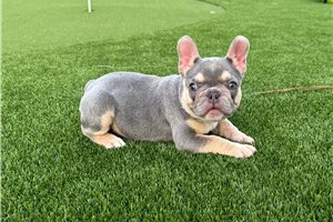 Annabell - French Bulldog for sale