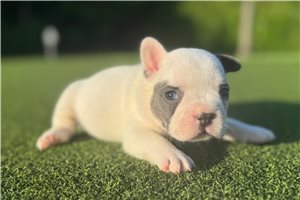 Violet - French Bulldog for sale