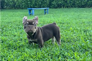 Lambcop - French Bulldog for sale