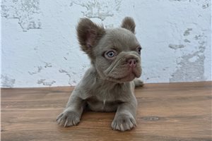 Steak - French Bulldog for sale