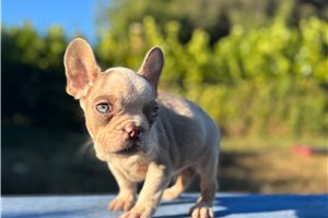 Nugget - French Bulldog for sale