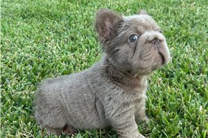 Pretty - French Bulldog for sale