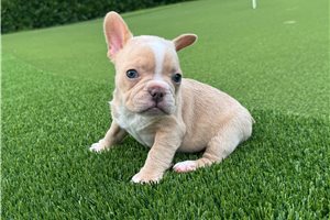 Penny - French Bulldog for sale