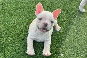 Rylie - French Bulldog for sale