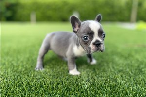 Cici - French Bulldog for sale