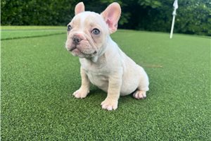 Rylie - French Bulldog for sale