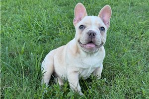 Rylie - French Bulldog for sale