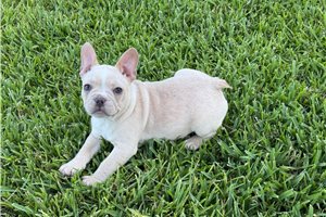 Rylie - French Bulldog for sale