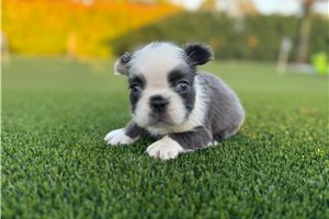 Cleo - puppy for sale