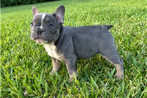 Peone - French Bulldog for sale