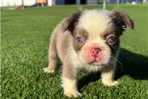 Cibola - French Bulldog for sale