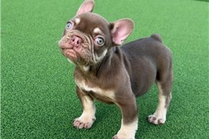Lambcop - French Bulldog for sale