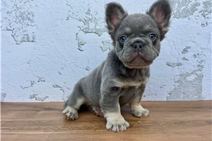Hotdog - French Bulldog for sale