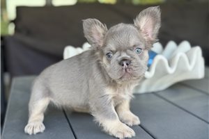 Lilly - French Bulldog for sale
