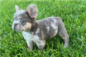 Atlas - French Bulldog for sale