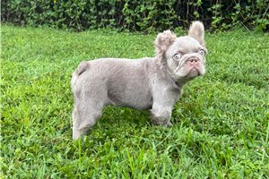 Steak - French Bulldog for sale