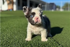 Courage - French Bulldog for sale