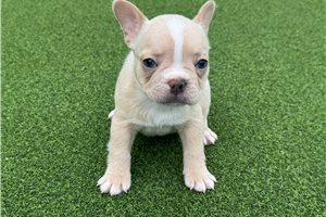 Penny - French Bulldog for sale