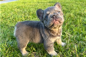 Hotdog - French Bulldog for sale