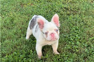 Indie - French Bulldog for sale