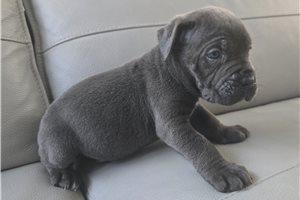 Koby - Cane Corso Mastiff for sale