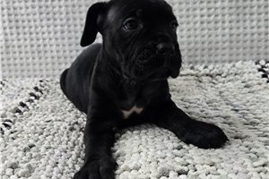Aurora - Cane Corso Mastiff for sale