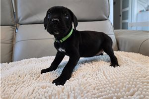Kennedy - Cane Corso Mastiff for sale