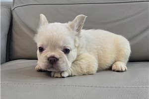 Allen - French Bulldog for sale