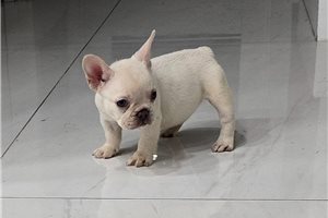 Arlo - French Bulldog for sale