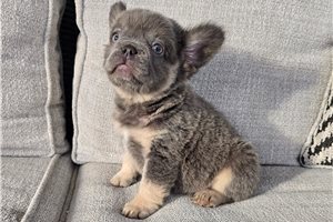 Mort - French Bulldog for sale
