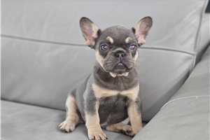 Ophelia - French Bulldog for sale