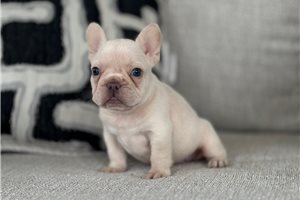Arlo - French Bulldog for sale