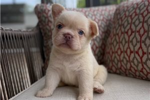 Hendrix - French Bulldog for sale