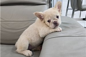 Iago - puppy for sale