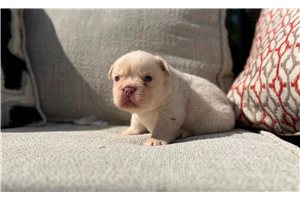 Hendrix - French Bulldog for sale