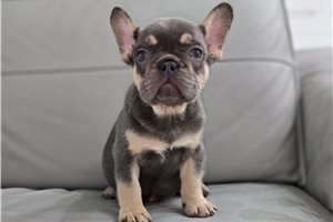 Olivia - French Bulldog for sale