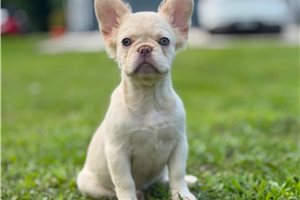 Izzy - French Bulldog, placed in West Palm Beach