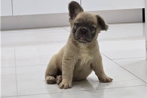 Henry - French Bulldog for sale