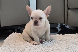 Arlo - French Bulldog, placed in West Palm Beach